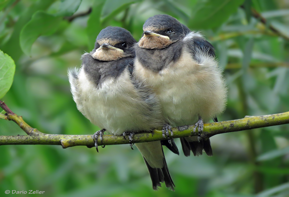 Flauschis