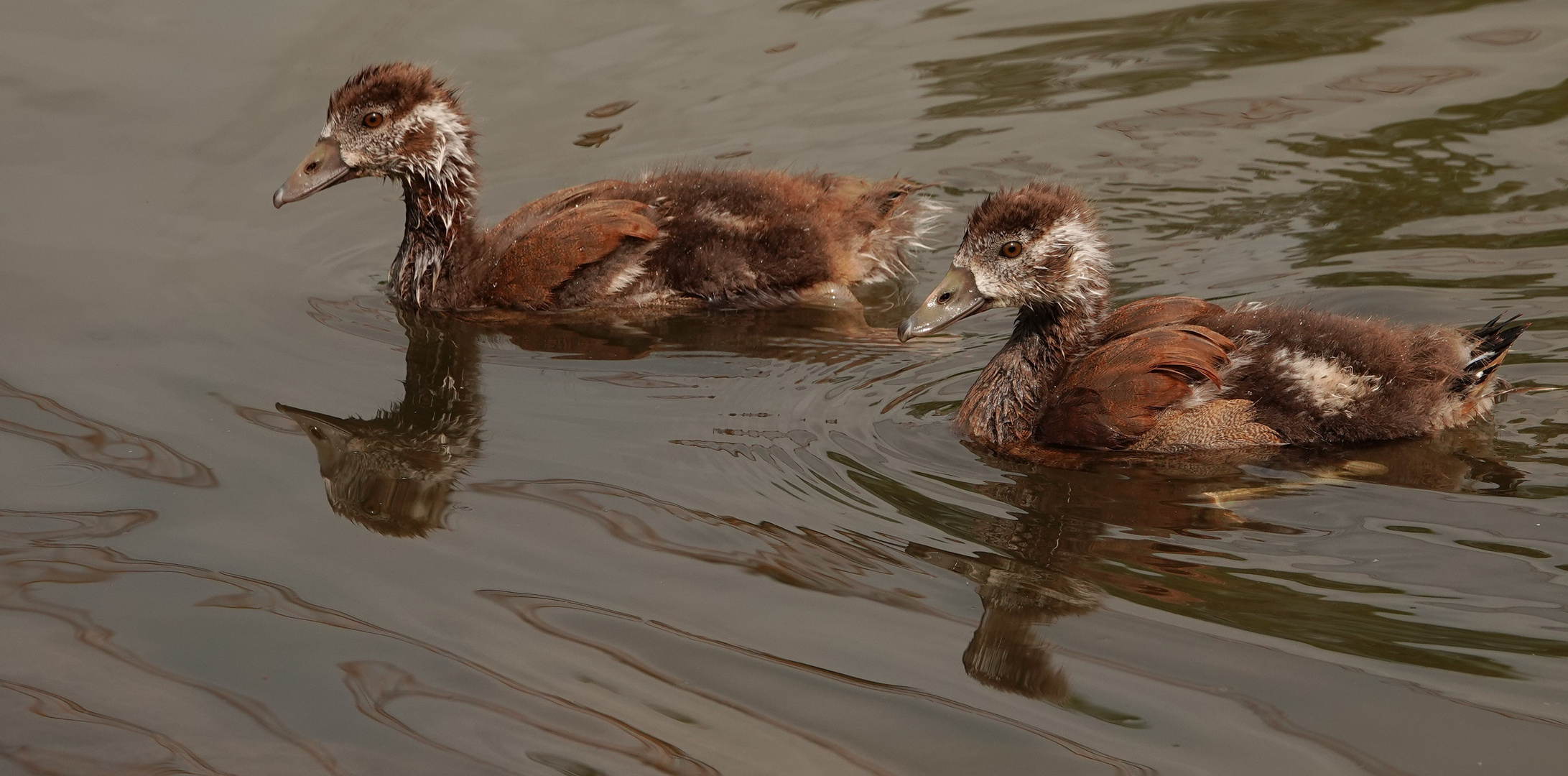 Flauschis