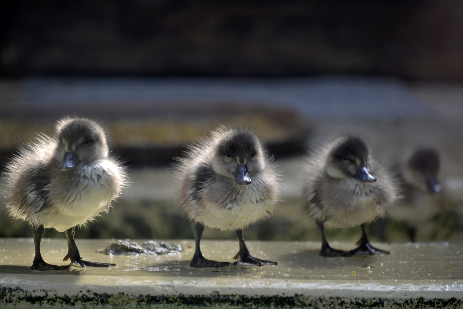 Flauschküken