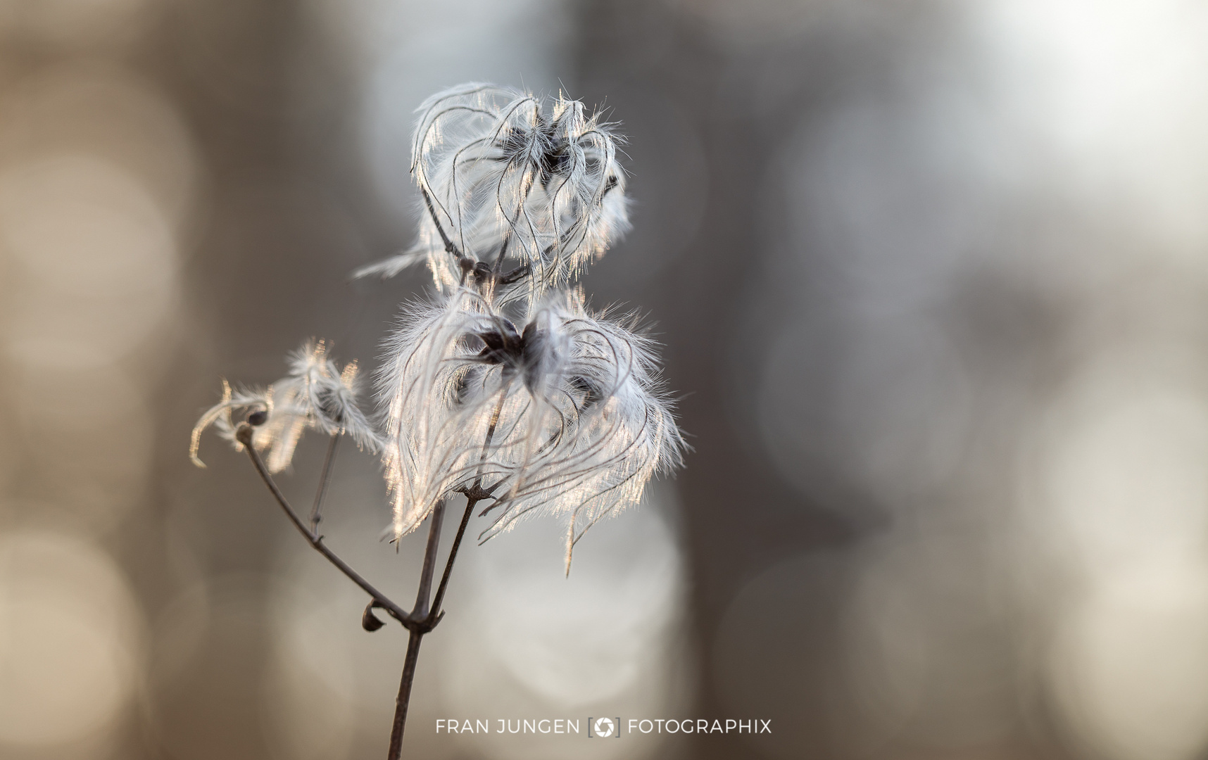 [ Flauschkugeln ]