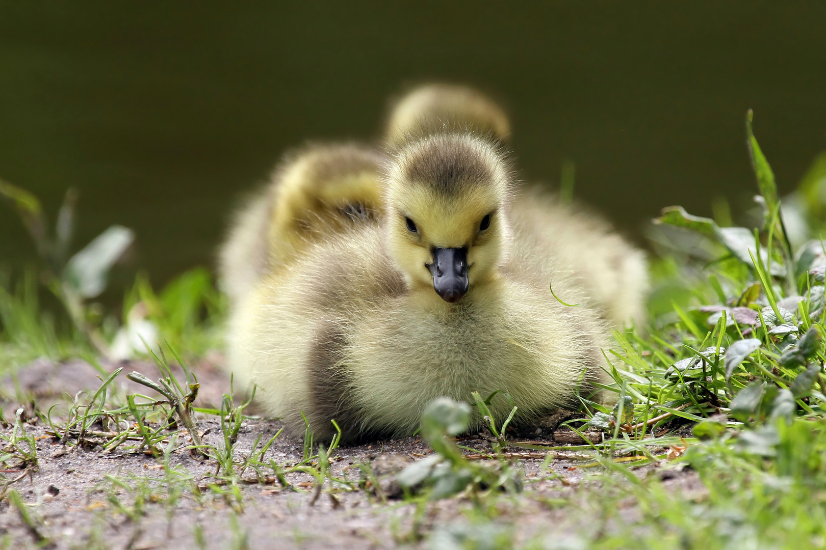 Flauschkugeln