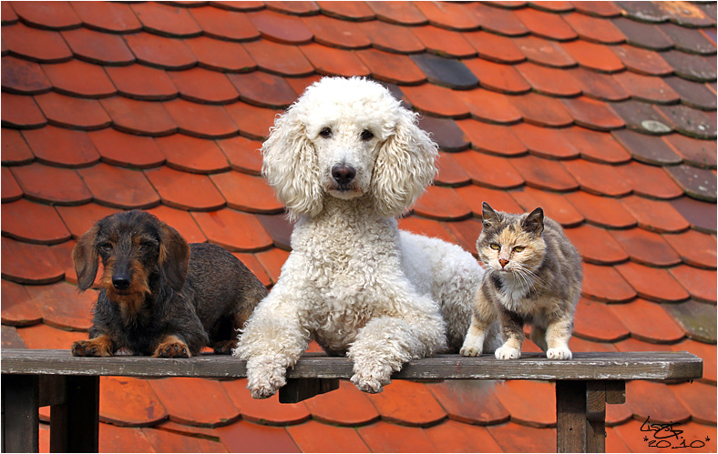 Flause, Enjana und Jenny