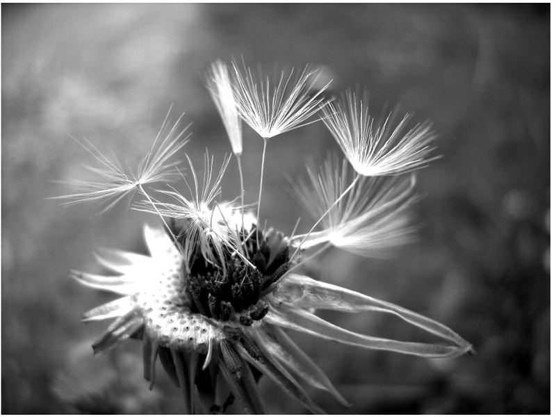 Flausen im Kopf