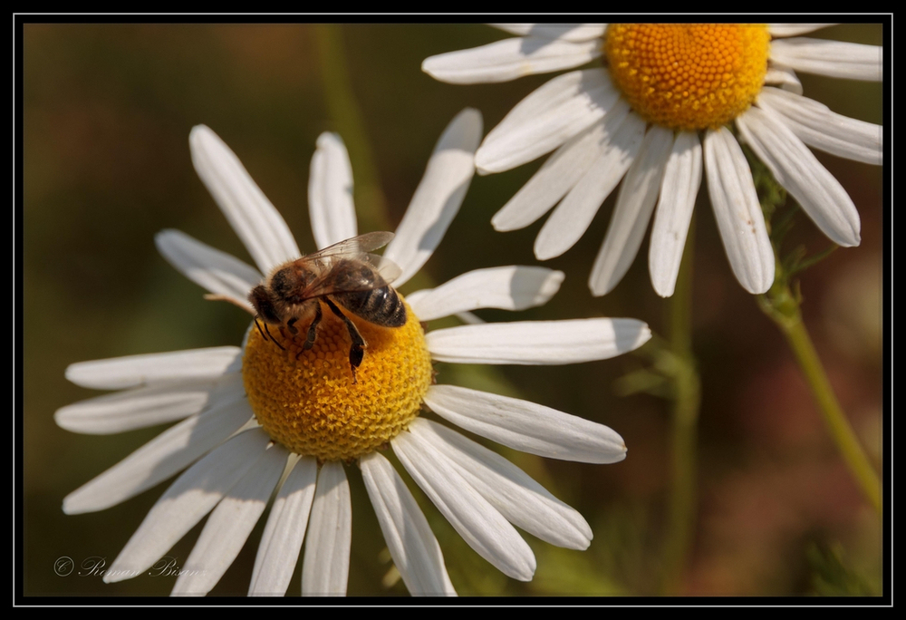 Flavum et dulcis