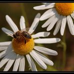 Flavum et dulcis