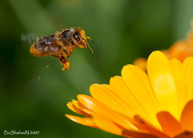 flaying bee
