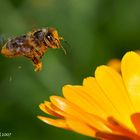 flaying bee