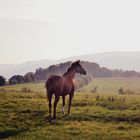 Flèche dans son milieu naturel