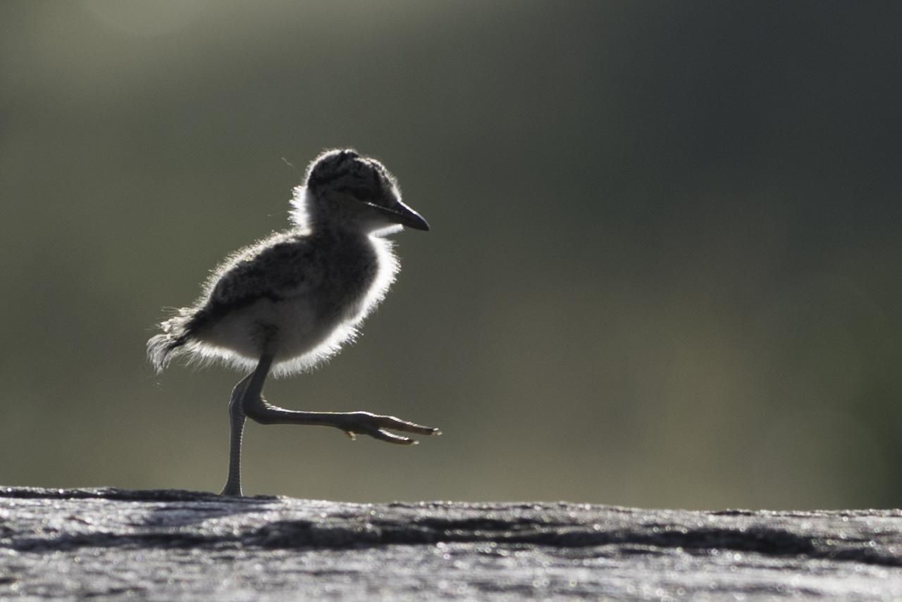 Flecht-Regenpfeifferküken in der Maasai Mara