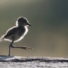 Flecht-Regenpfeifferküken in der Maasai Mara