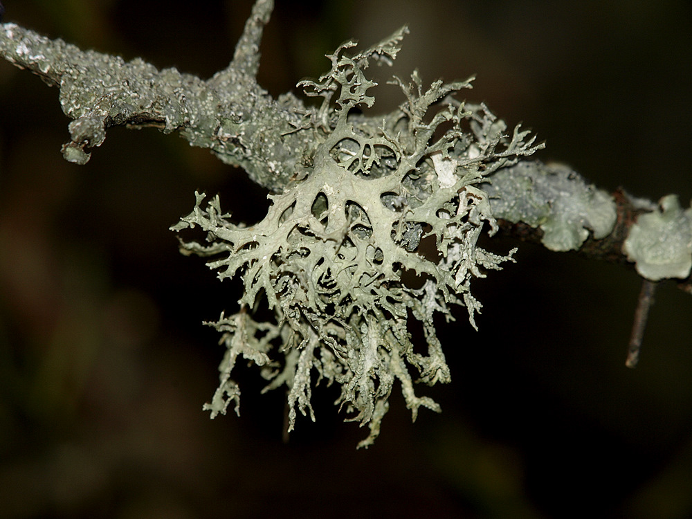 Flechte Foto & Bild pflanzen, pilze & flechten, pilze & flechten