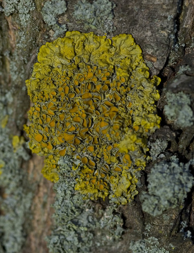 Flechte an einem Baum