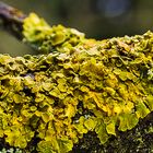 Flechte auf Apfelbaum im "Frühling"