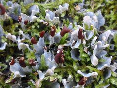 Flechte auf bemoostem Totholz: Zwerg-Schildflechte (Peltigera didactyla)