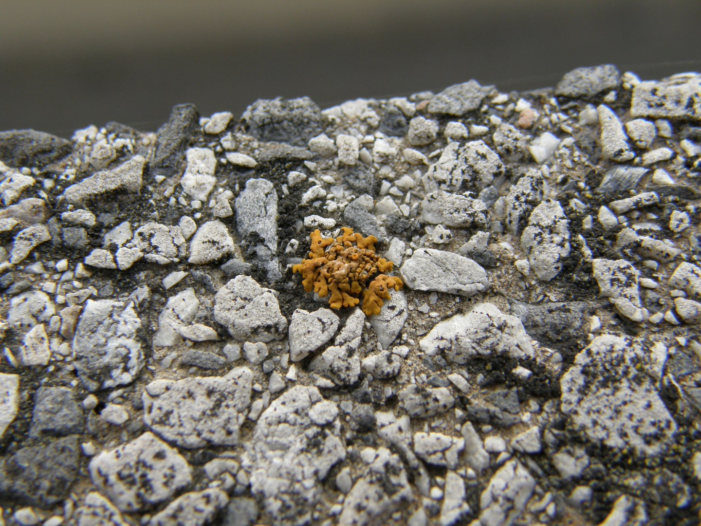 Flechte auf der Fensterbank