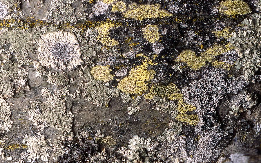 Flechte auf Felsen - mehr als nur ein Desktophintergrund