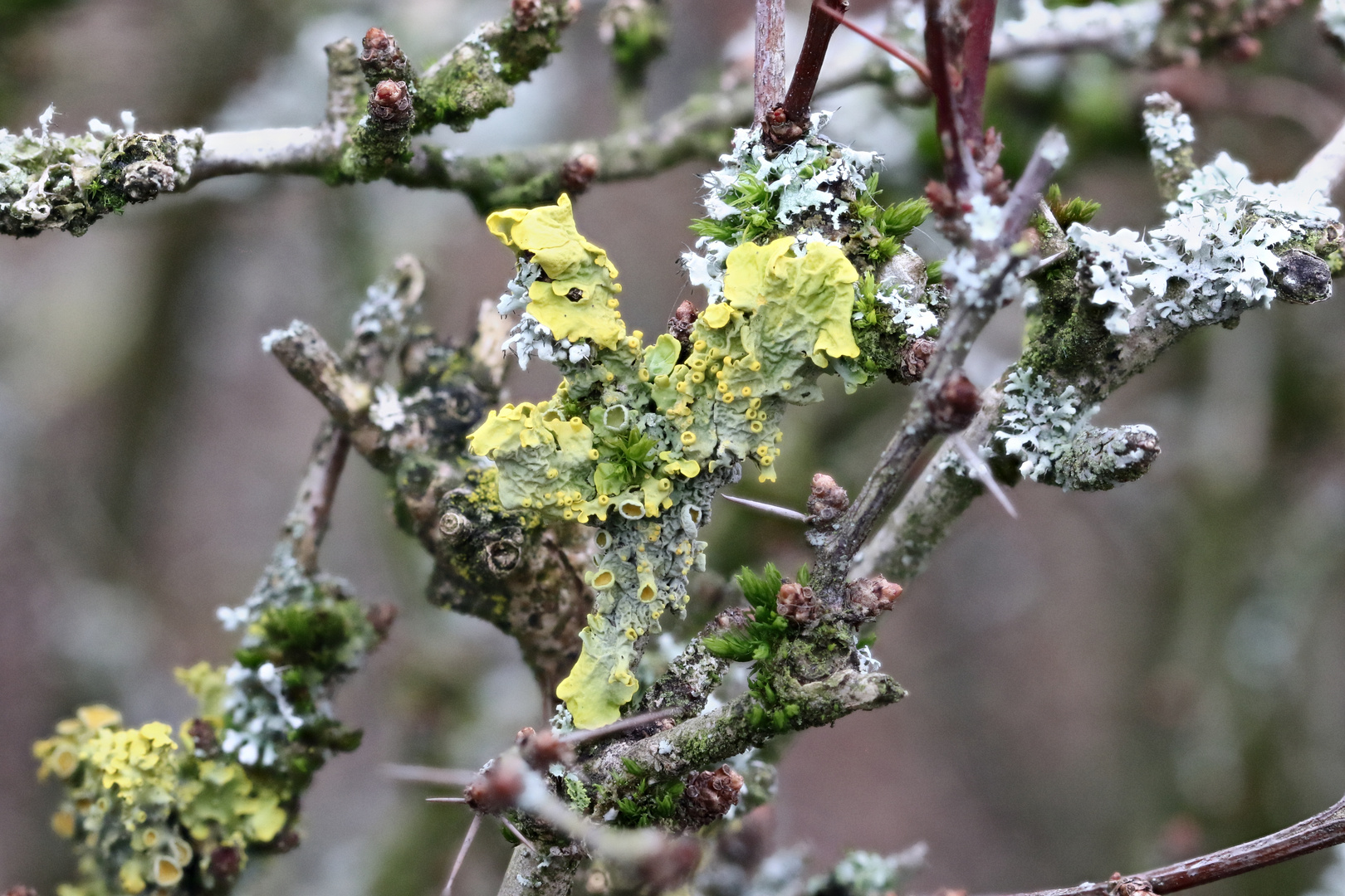 Flechte aus Nachbarsgarten