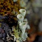 Flechte (Cladonia...)