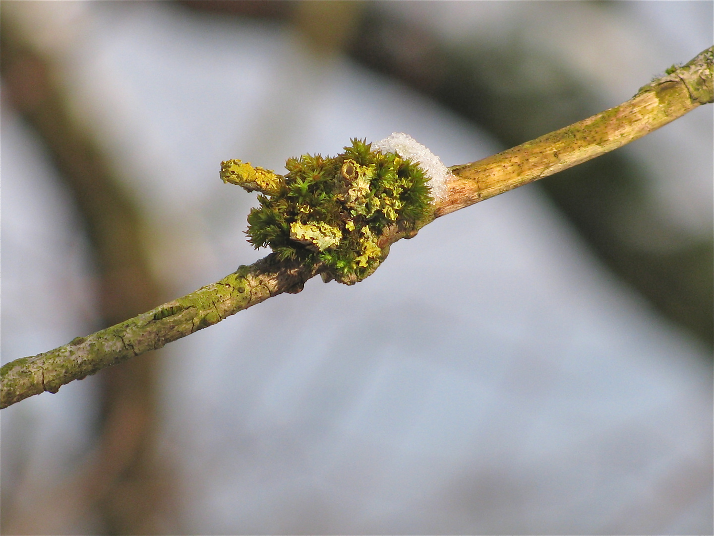 ...Flechte im Sonnenschein !!!...