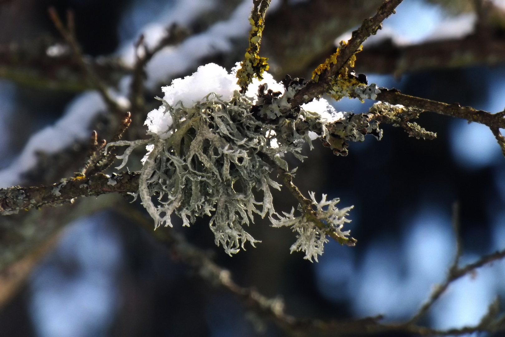 ....Flechte in der Wintersonne