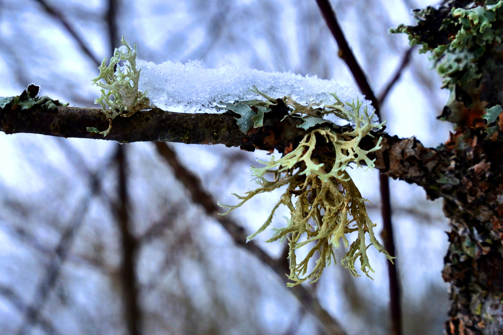 Flechte mit Hut