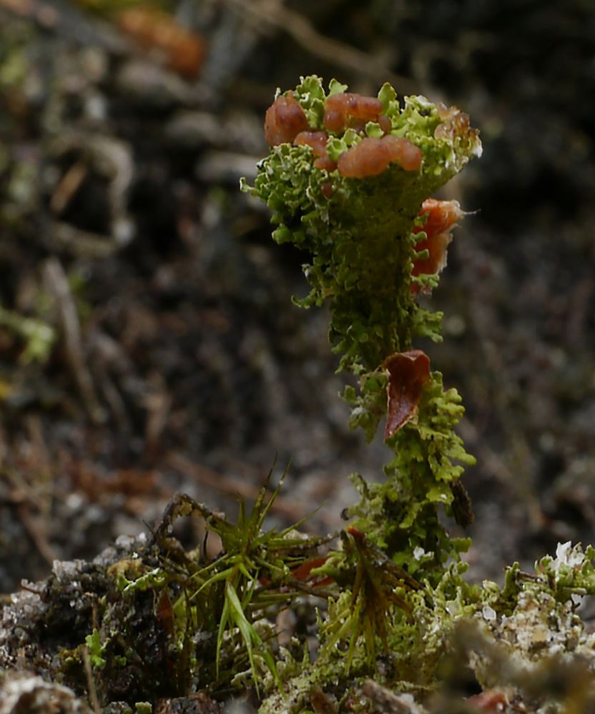 Flechte mit scharlachroten roten Apothecien