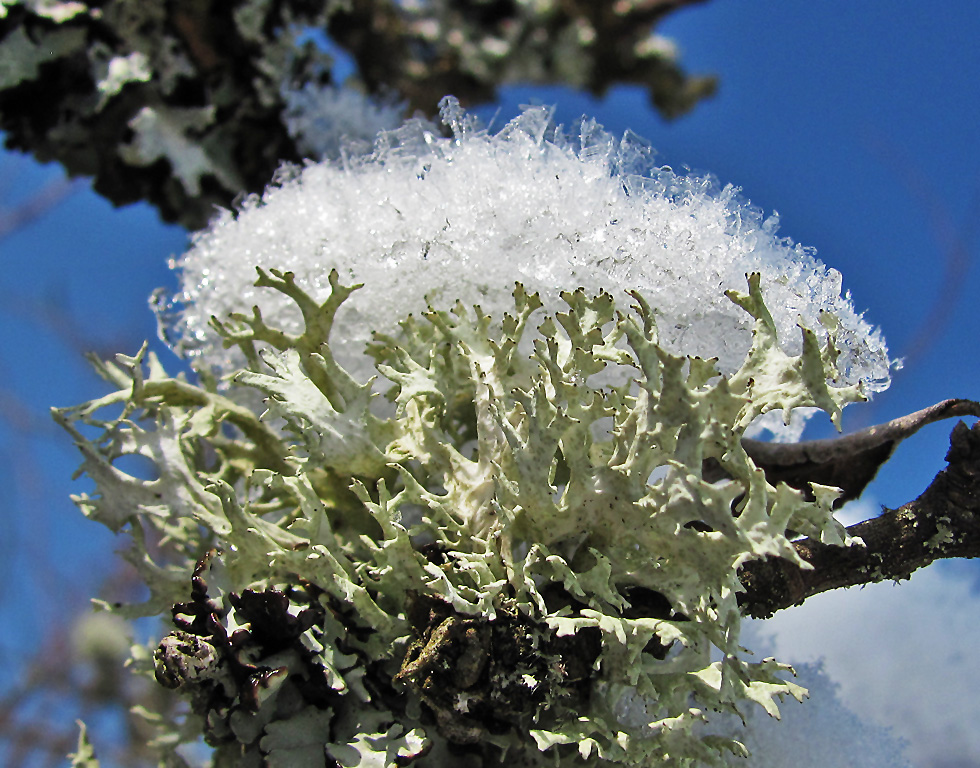 Flechte mit Schneehaube