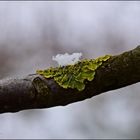 Flechte mit Schneekrönchen