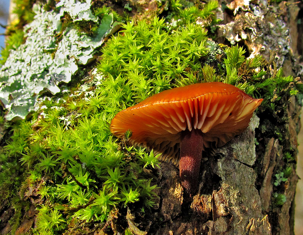 Flechte, Moos und Pilz in der Sonne