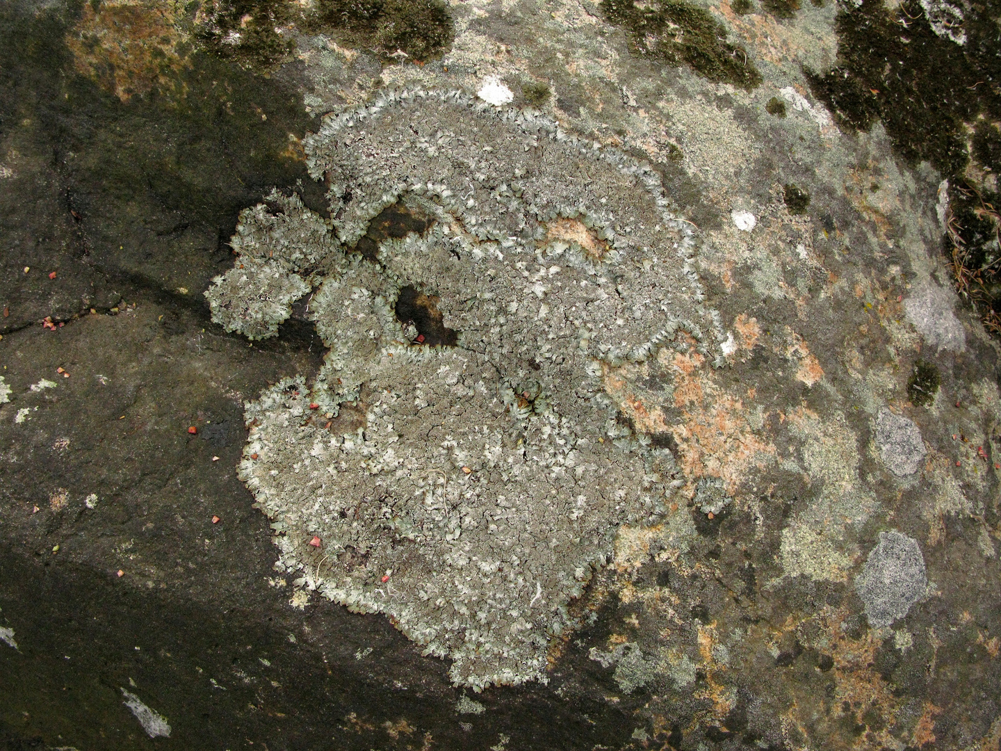 Flechte Parmelia saxatilis