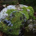 Flechte und Moos teilen sich einen Felsen.