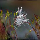 Flechte und Pusteblume