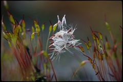 Flechte und Pusteblume