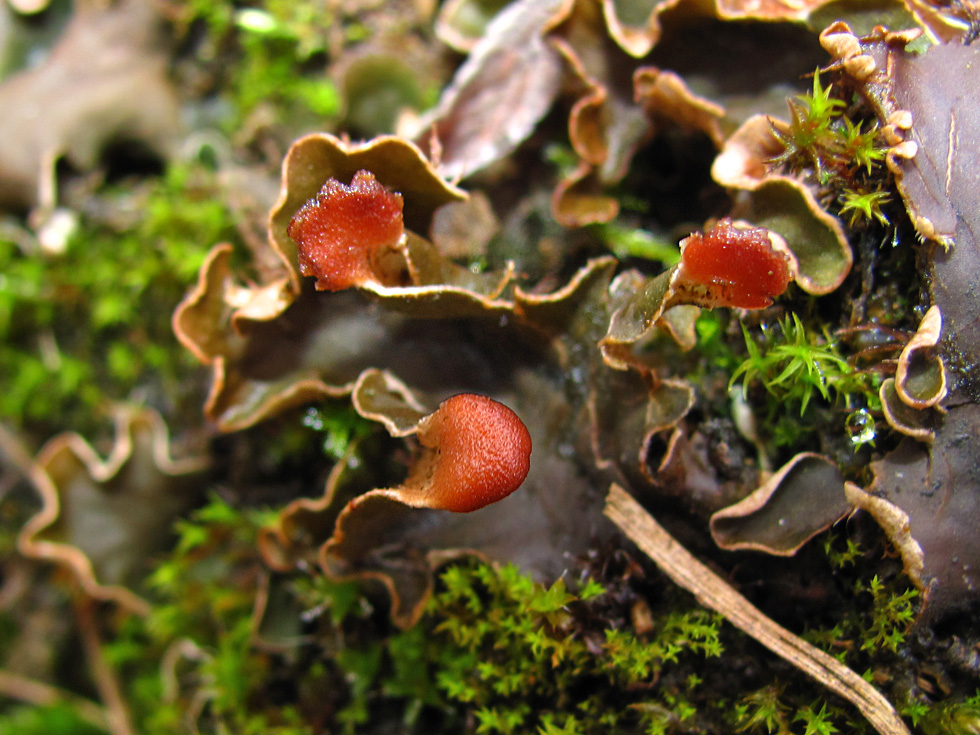 Flechte (vermutliche eine Peltigera-Art)