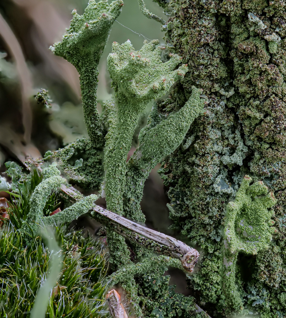 Flechte_CLADONIA SULPHURINA_2