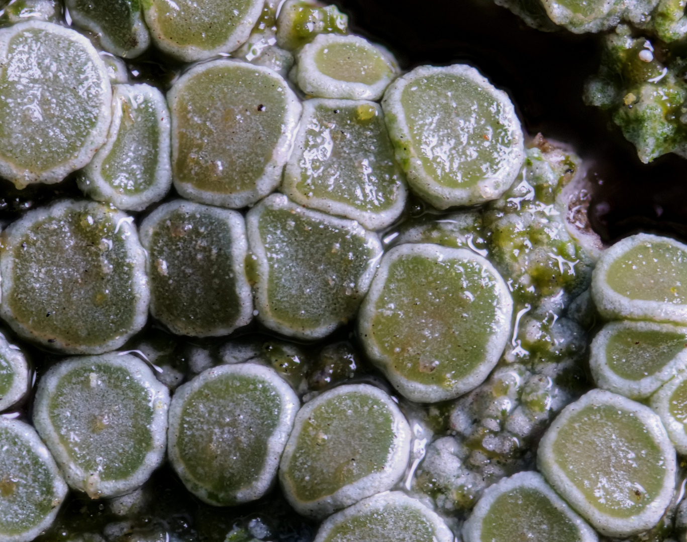 Flechte_Lecanora chlarotera