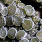 Flechte_Lecanora chlarotera