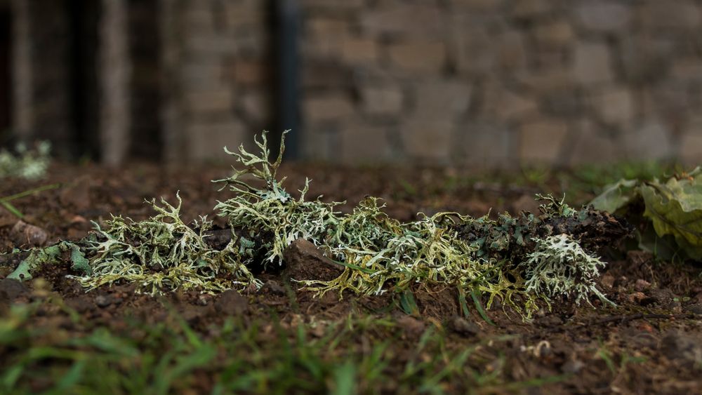Flechten Foto & Bild fotos, natur, pflanzen Bilder auf