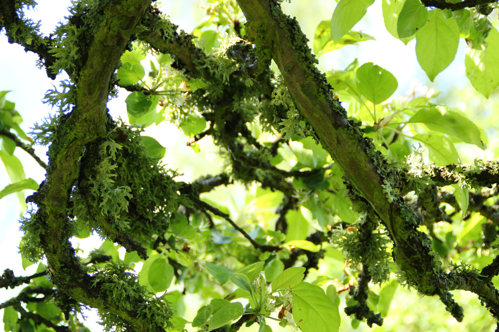 Flechten am Apfelbaum