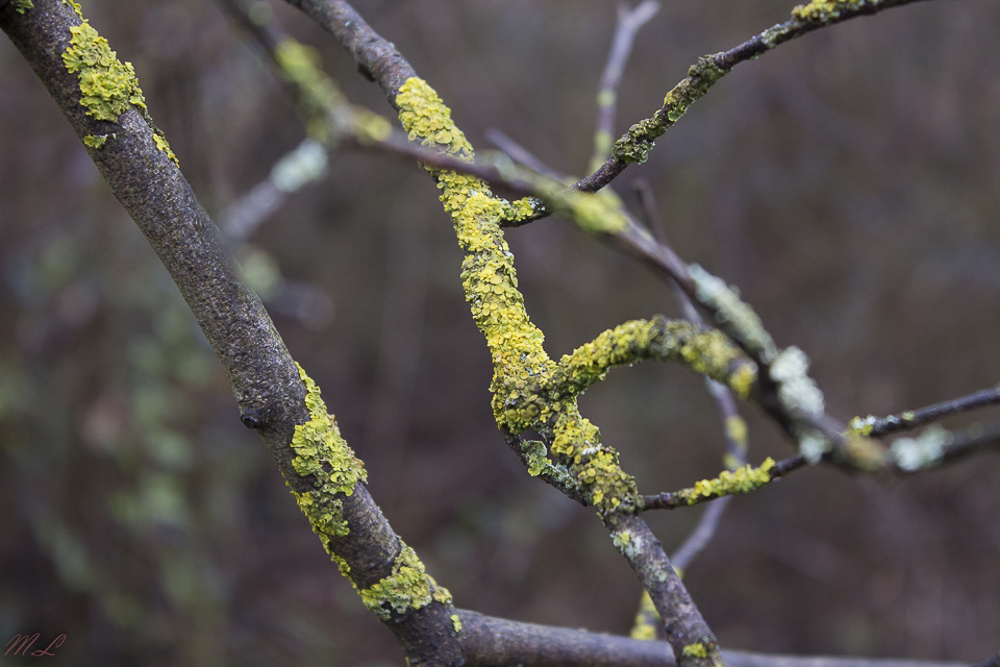 Flechten am Ast