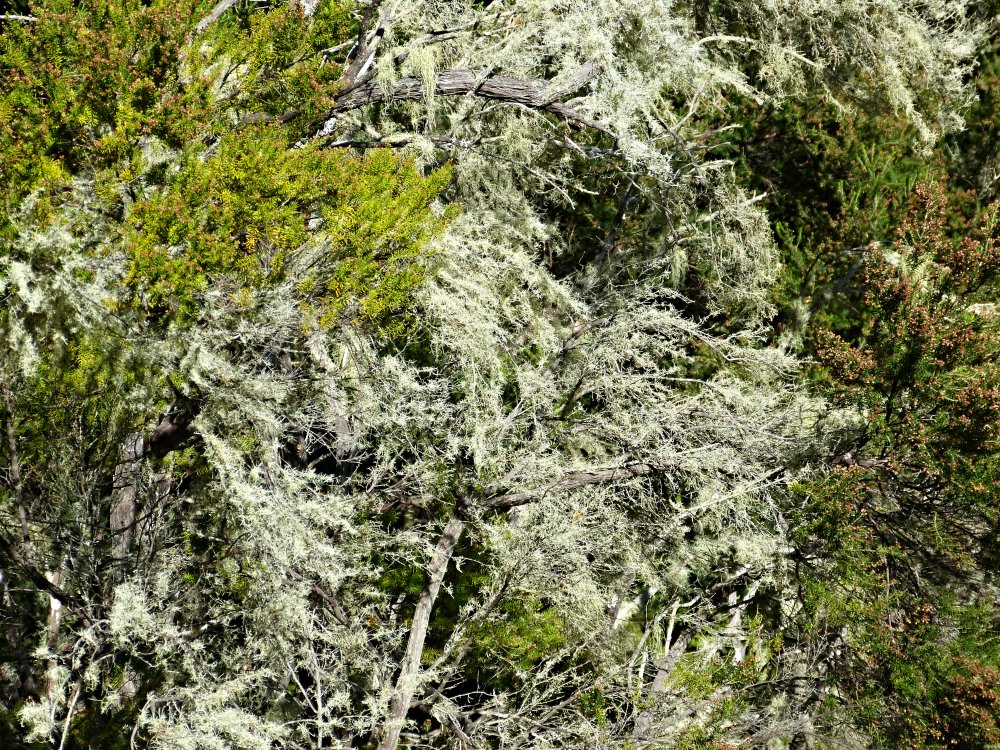 Flechten am Baum