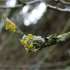 Flechten am Obstbaum