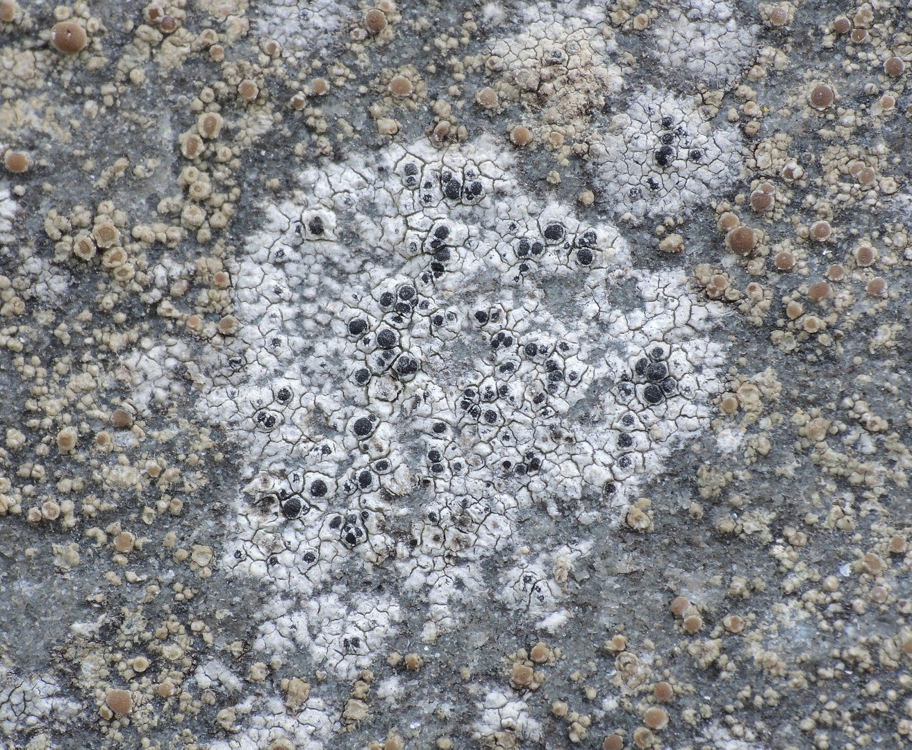 Flechten auf der Friedhofsmauer (3)