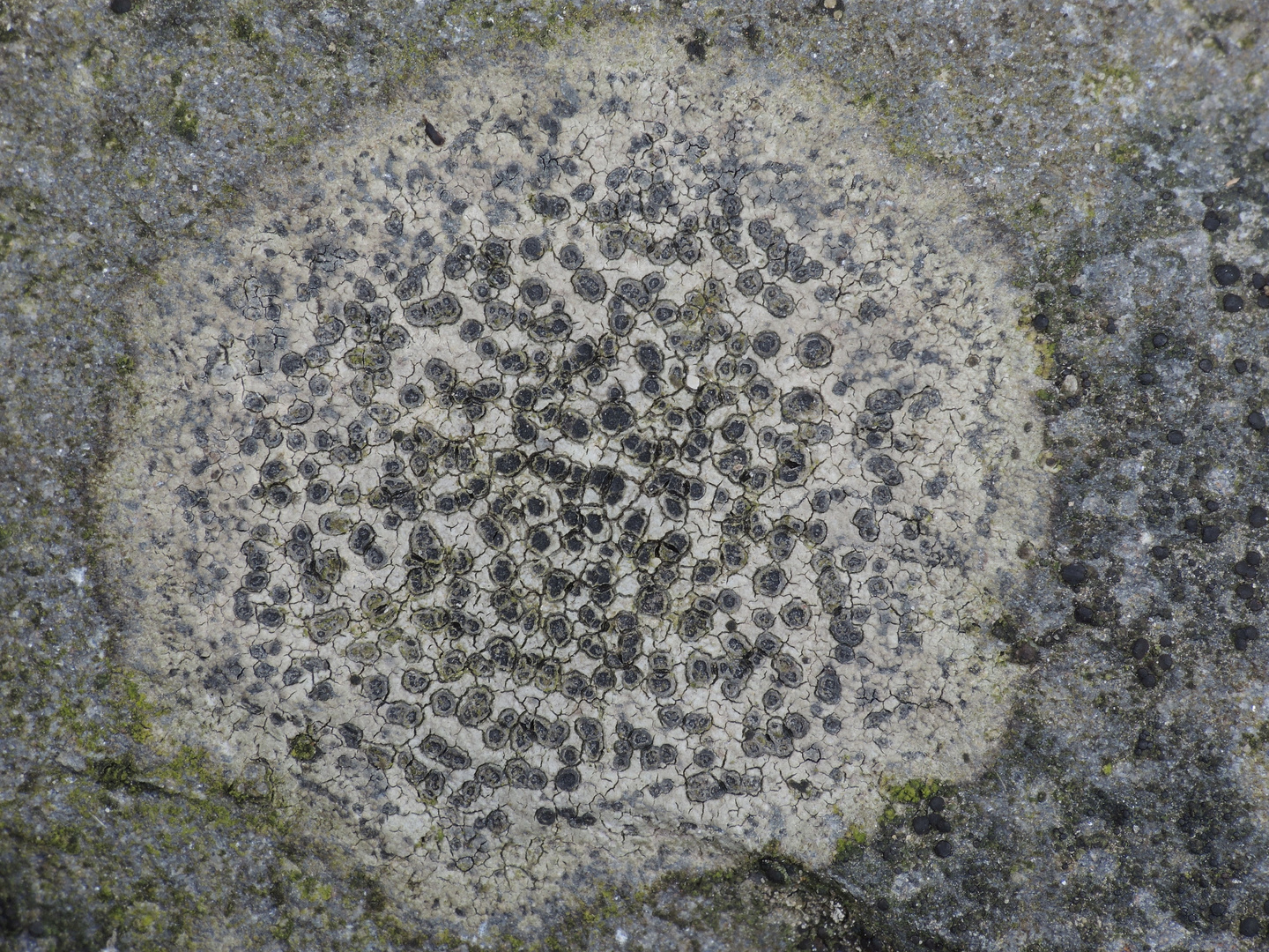 Flechten auf der Gartenmauer (Lindlarer Grauwacke) (2)