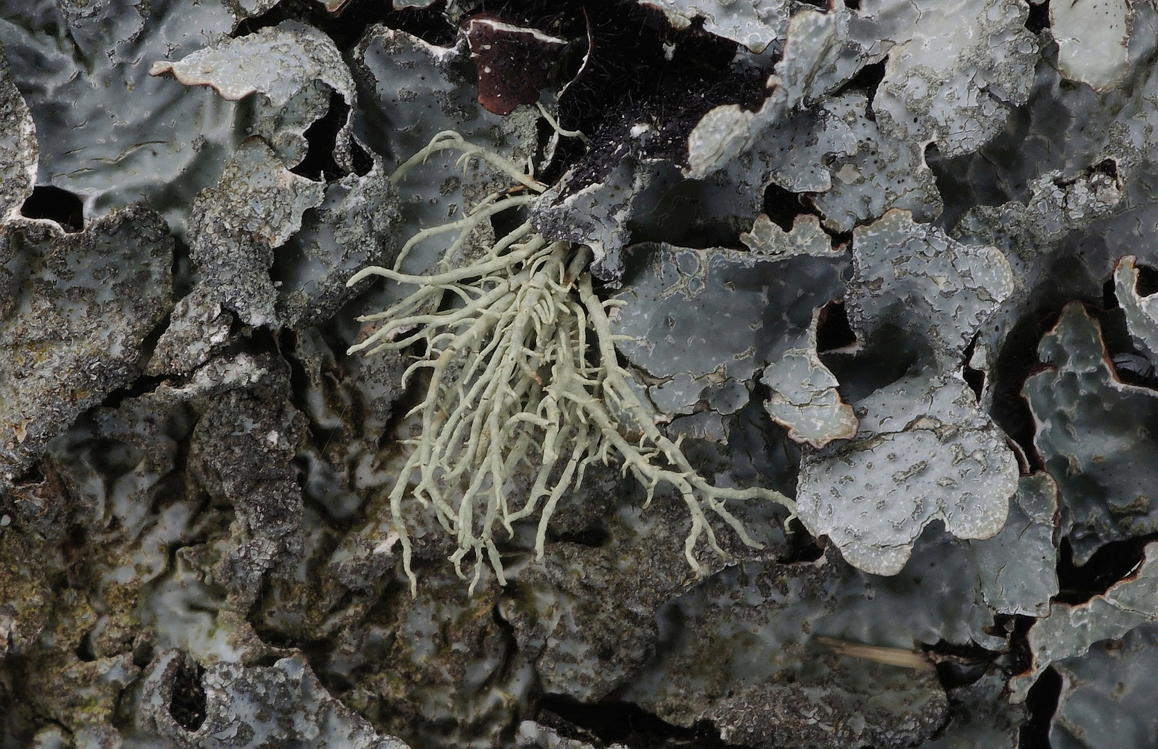 Flechten auf der Holzbank (6)