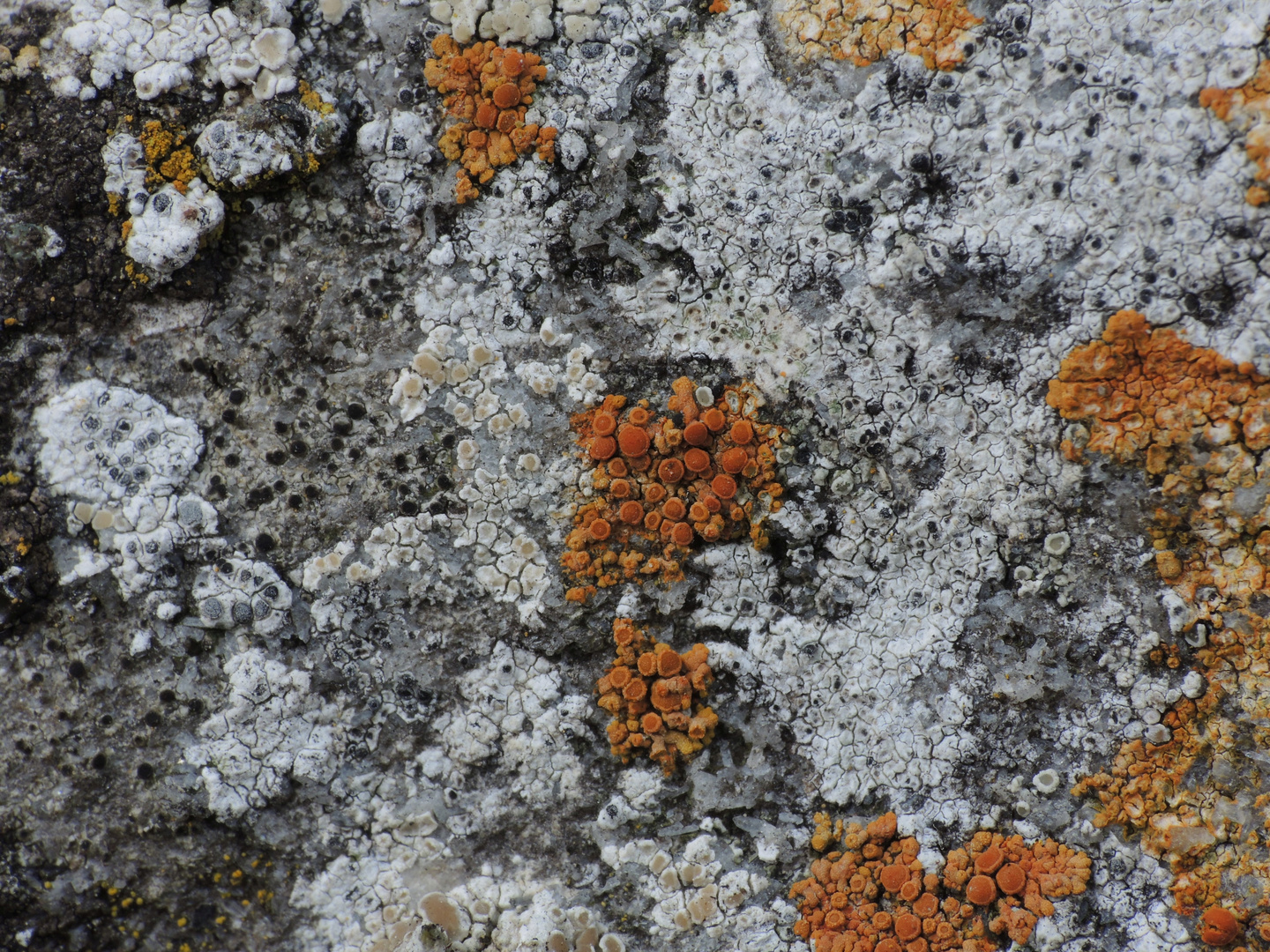 Flechten auf der Klostermauer (1)