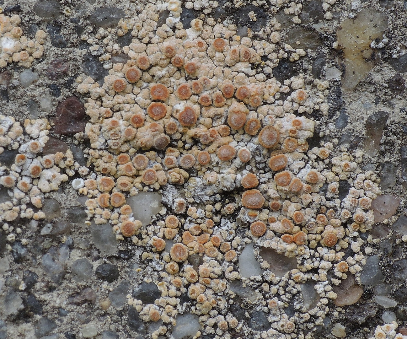 Flechten auf der Klostermauer (11)