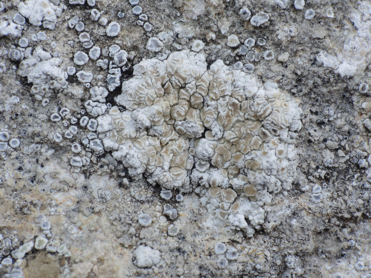 Flechten auf der Klostermauer (12)