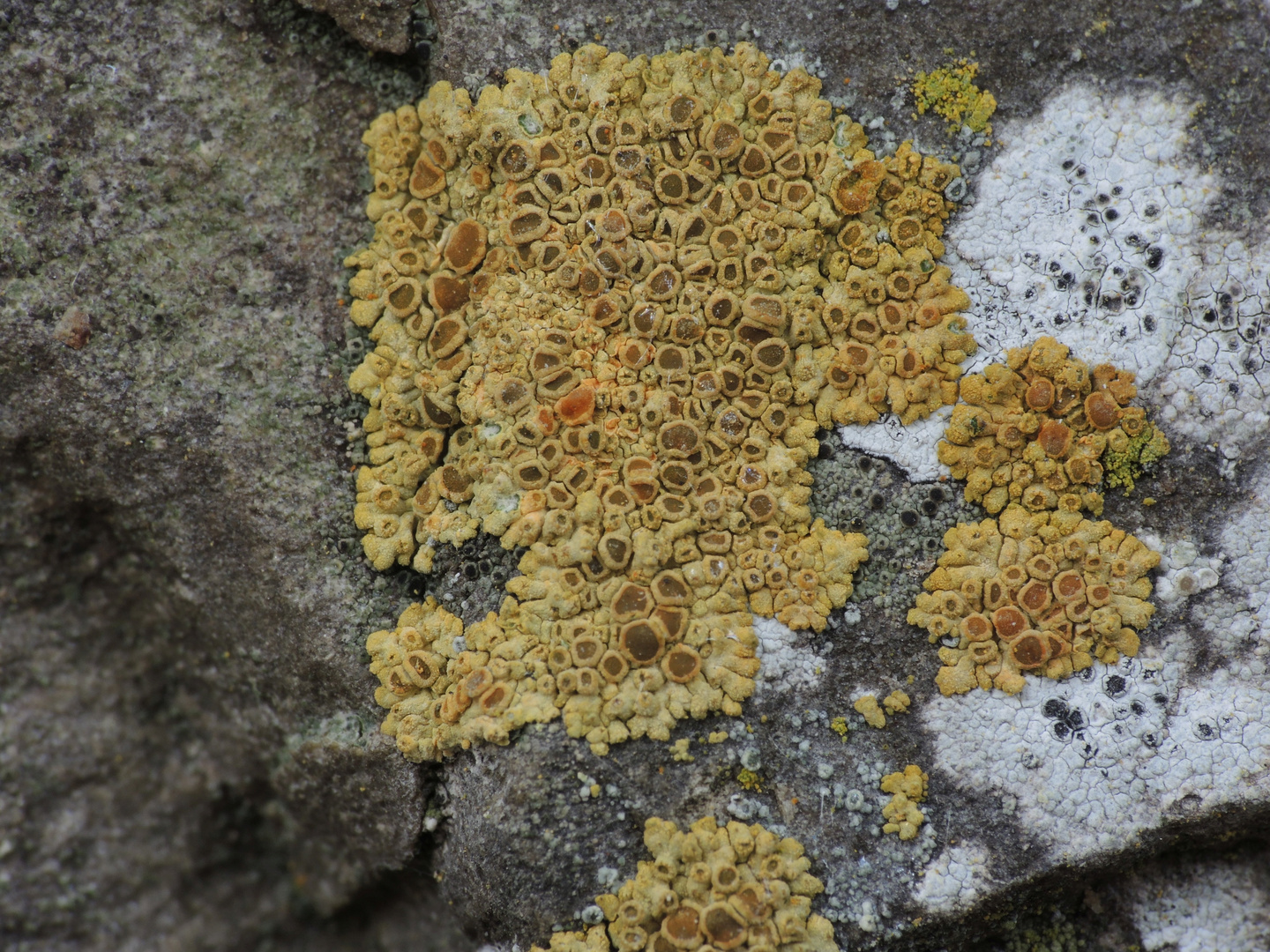 Flechten auf der Klostermauer (2) - Caloplaca saxicola (?)