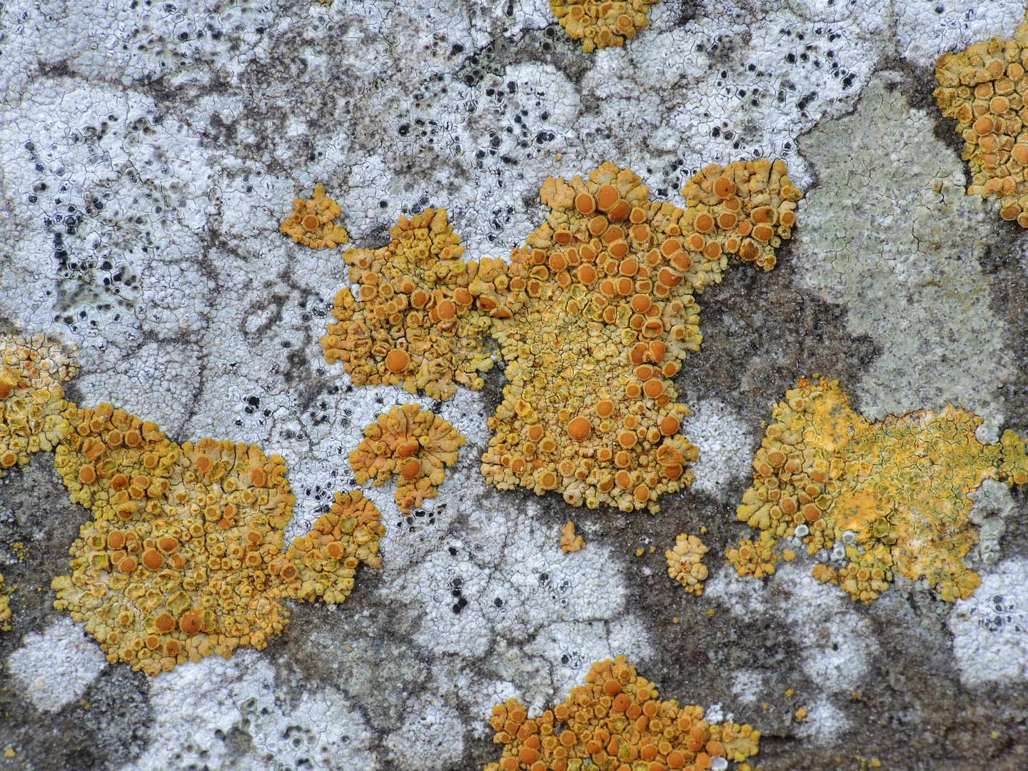 Flechten auf der Klostermauer (3)